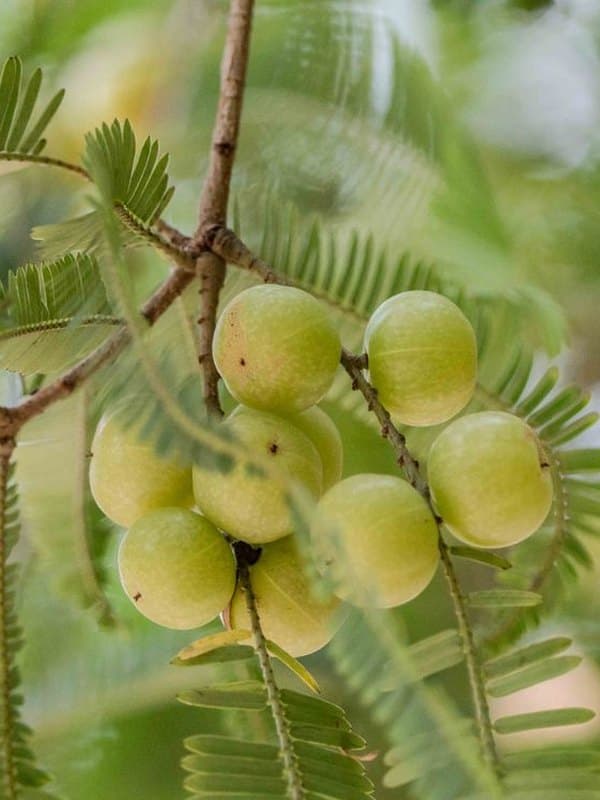 Amla