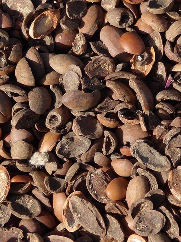 Argan Oil