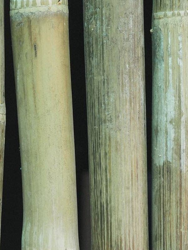 Bamboo