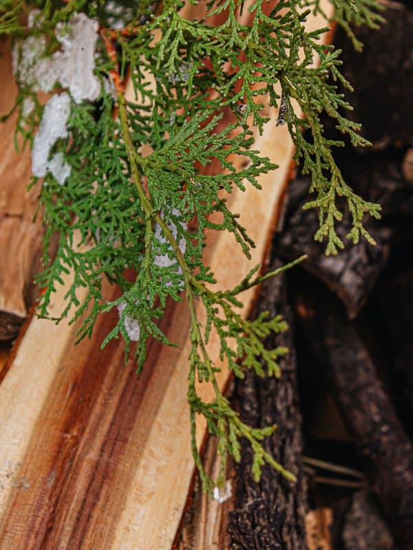 Cedarwood