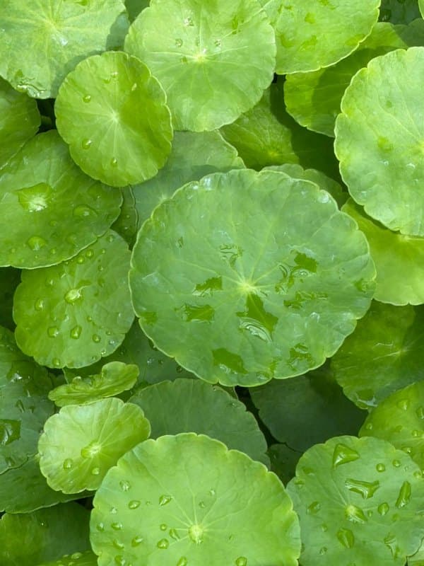Cica (Centella)