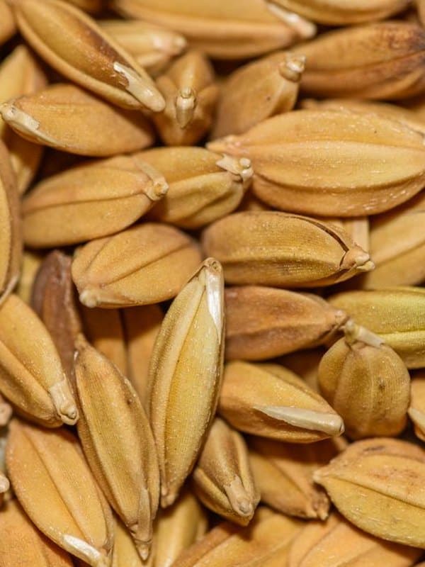 Ferulic Acid