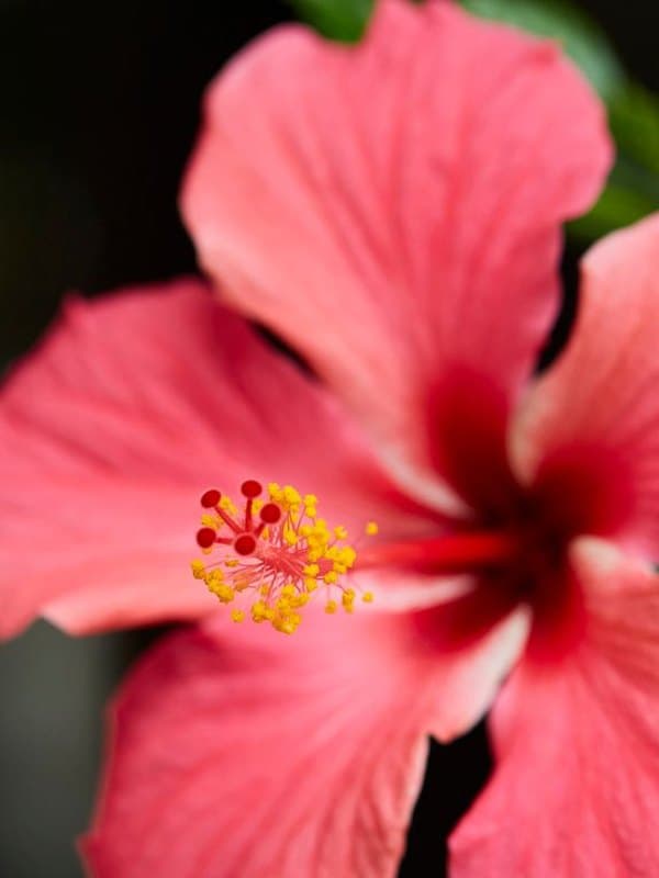 Hibiscus