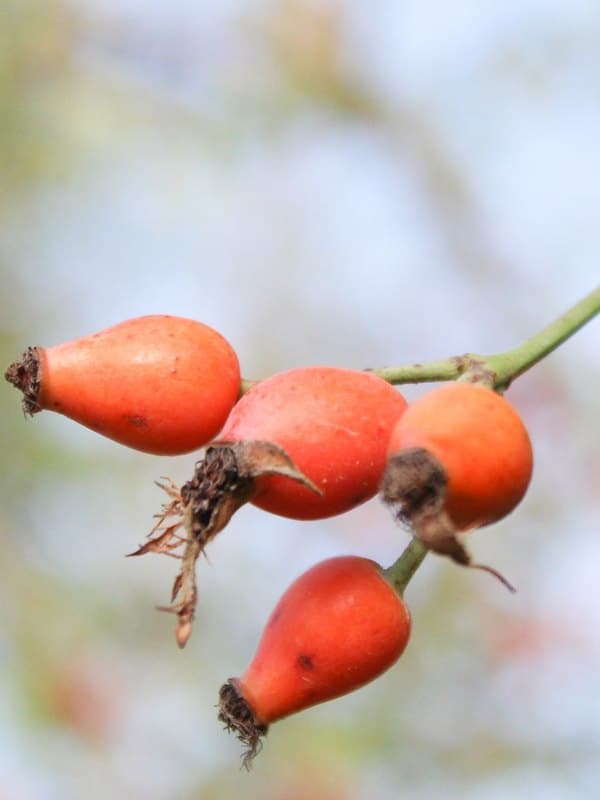 Rosehip