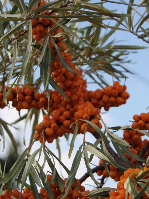 Sea Buckthorn