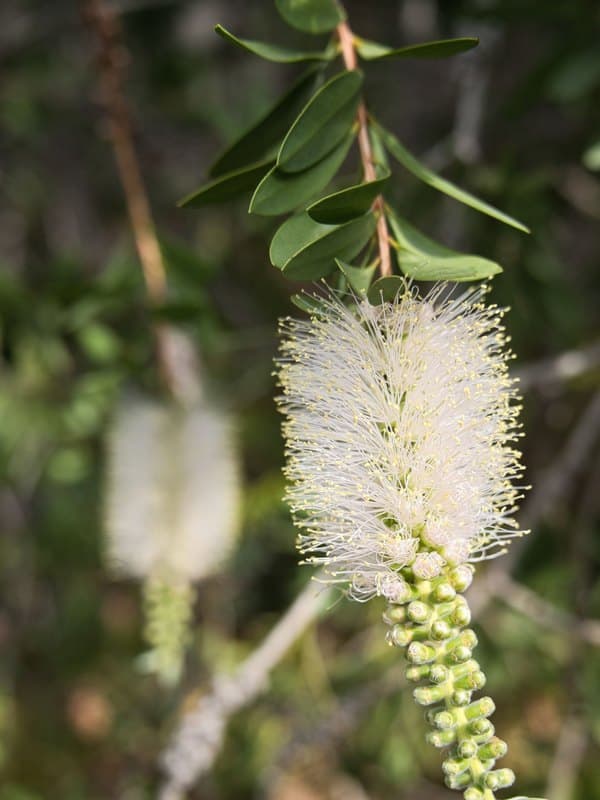 Tea Tree Oil