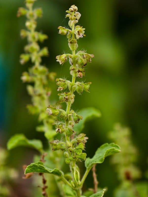 Tulsi