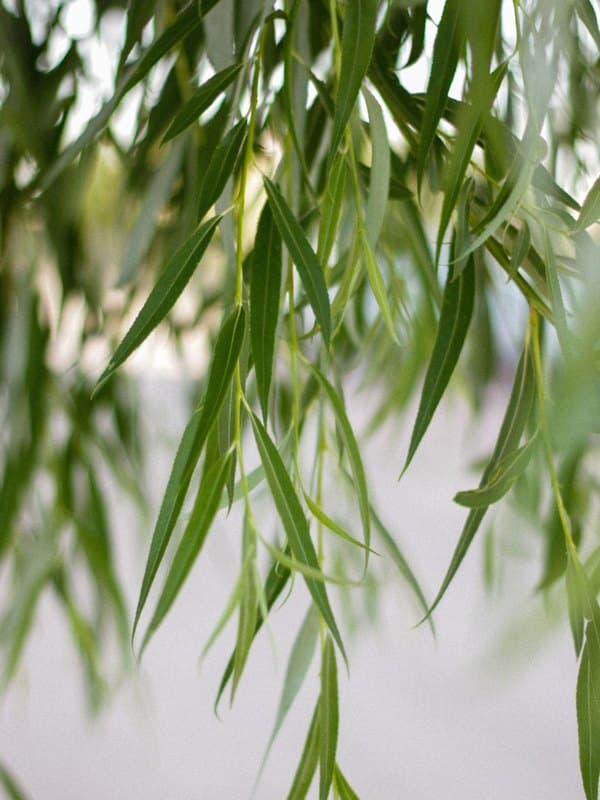 Willow Bark