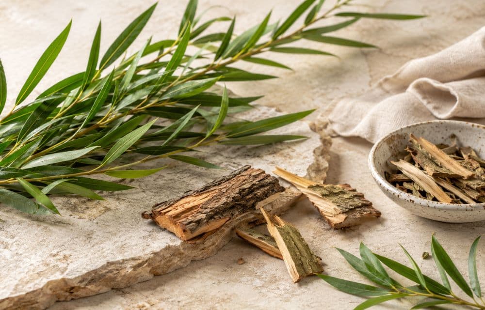 Willow Bark: Nature's Salicylic Acid