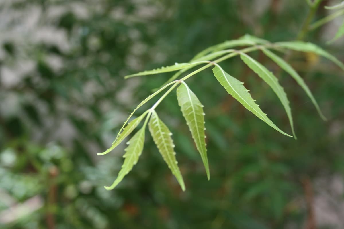 Face wash for oily skin in Indian humidity: what to look for