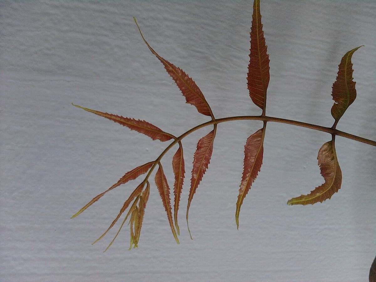 Neem ke patte ke fayde: what neem leaves do for skin and hair