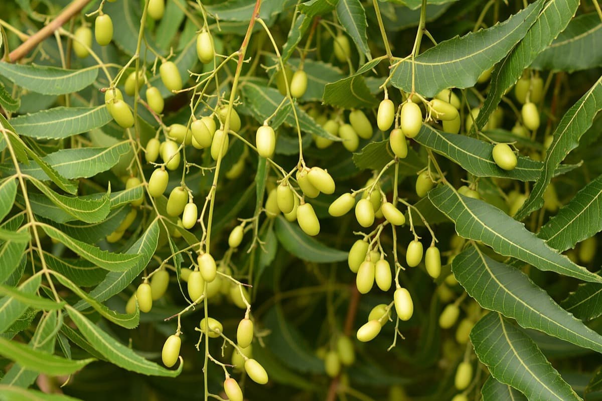 Neem leaf, powder or paste: which form suits which use