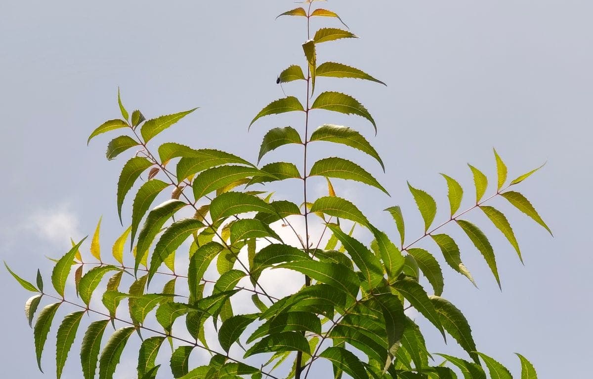 Neem vs Persian lilac: a field guide for the confused