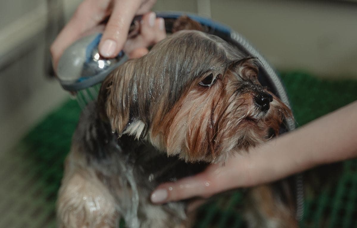 What to do if you can't stand the smell of a hair oil