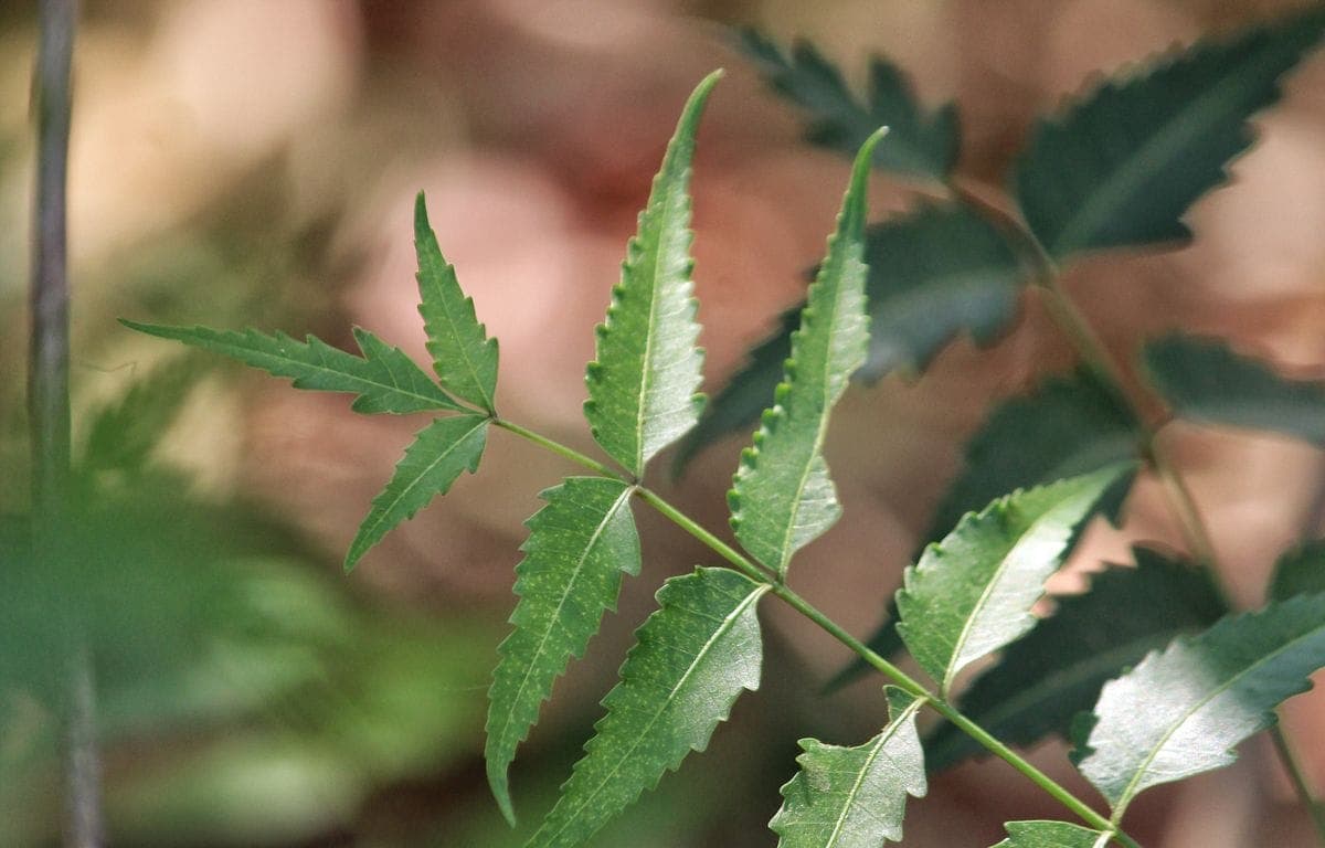 Wild-harvested vs cultivated neem: does it change the oil?
