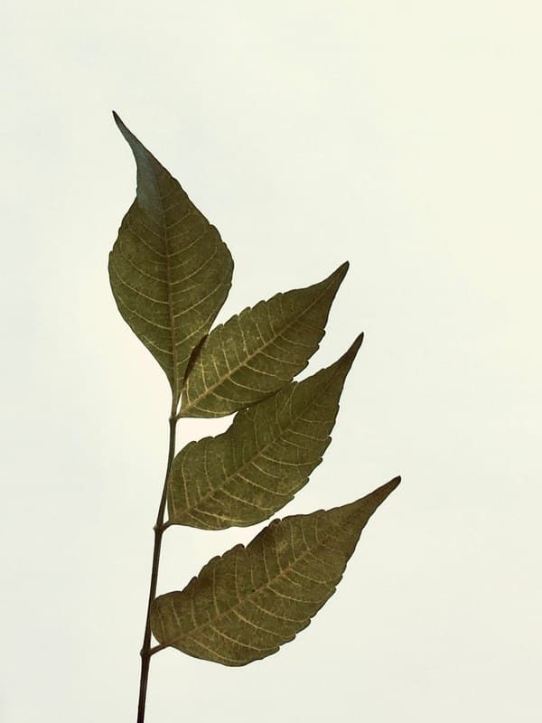 Neem